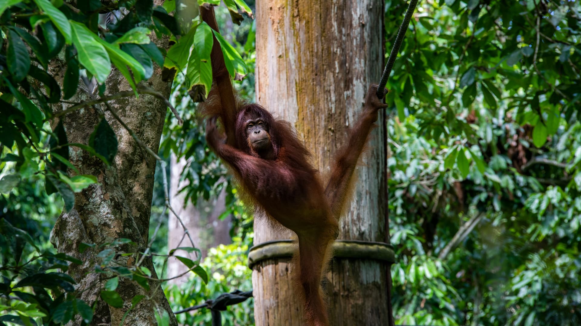 Journeys: Best of Borneo