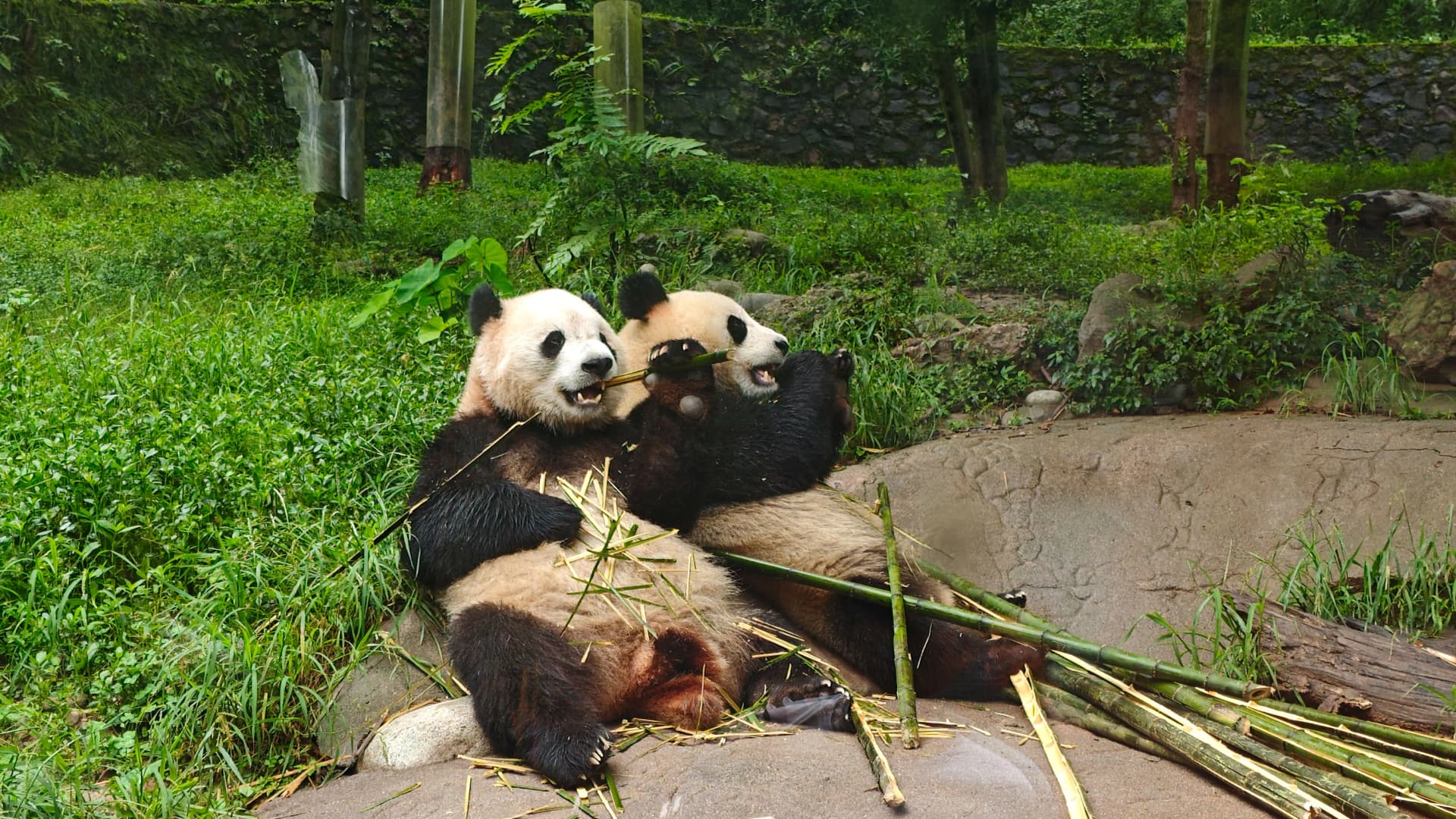 Journeys: Pandas & the Peaks of Zhangjiajie