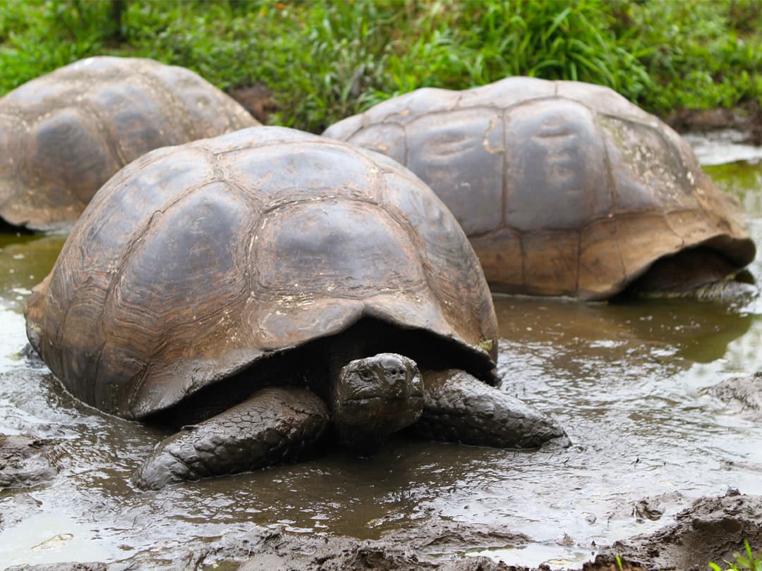 Complete Galápagos - Eden