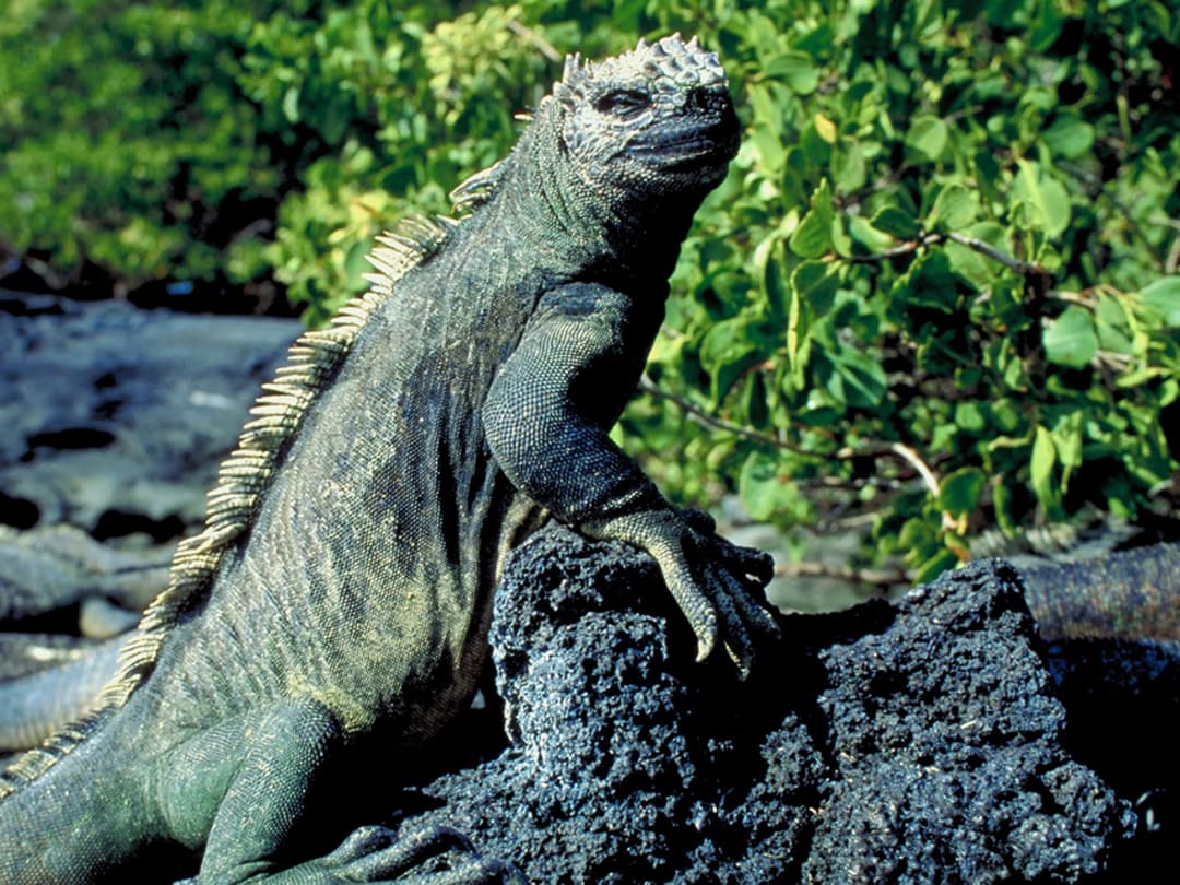 Complete Galápagos - Yolita