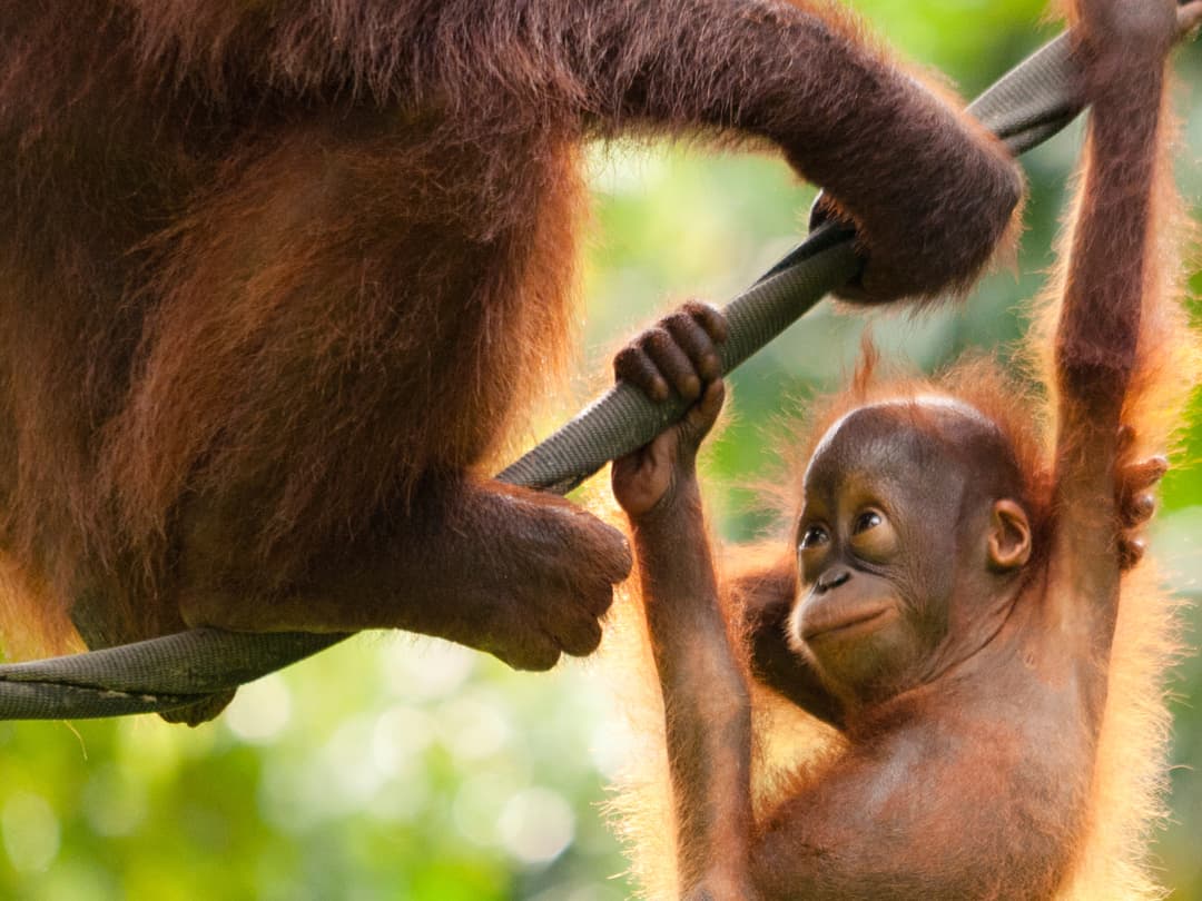 Borneo – East Sabah Adventure