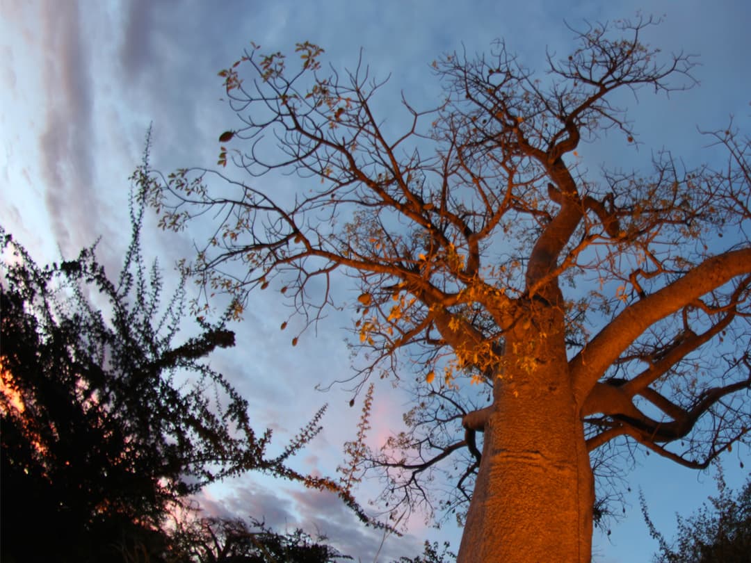 Southern Africa Overland Safari & Participation Camping