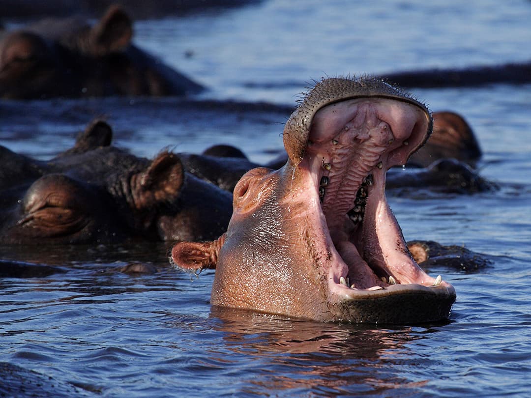 Complete Botswana: National Parks & Delta Wildlife