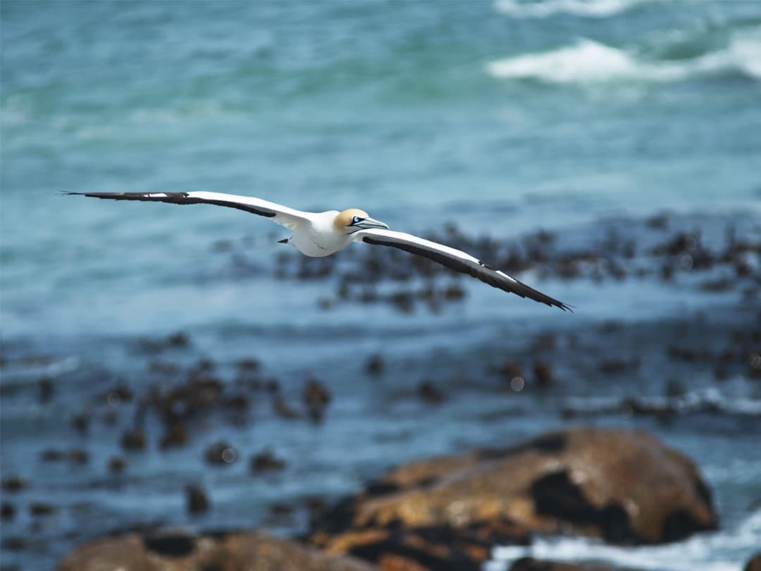 Cape and Namibia Adventure