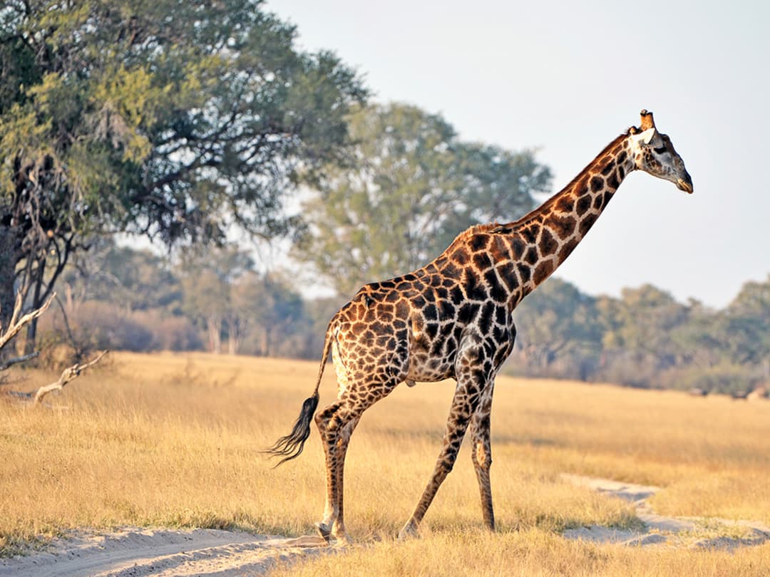 Journeys: Botswana & Zimbabwe Safari