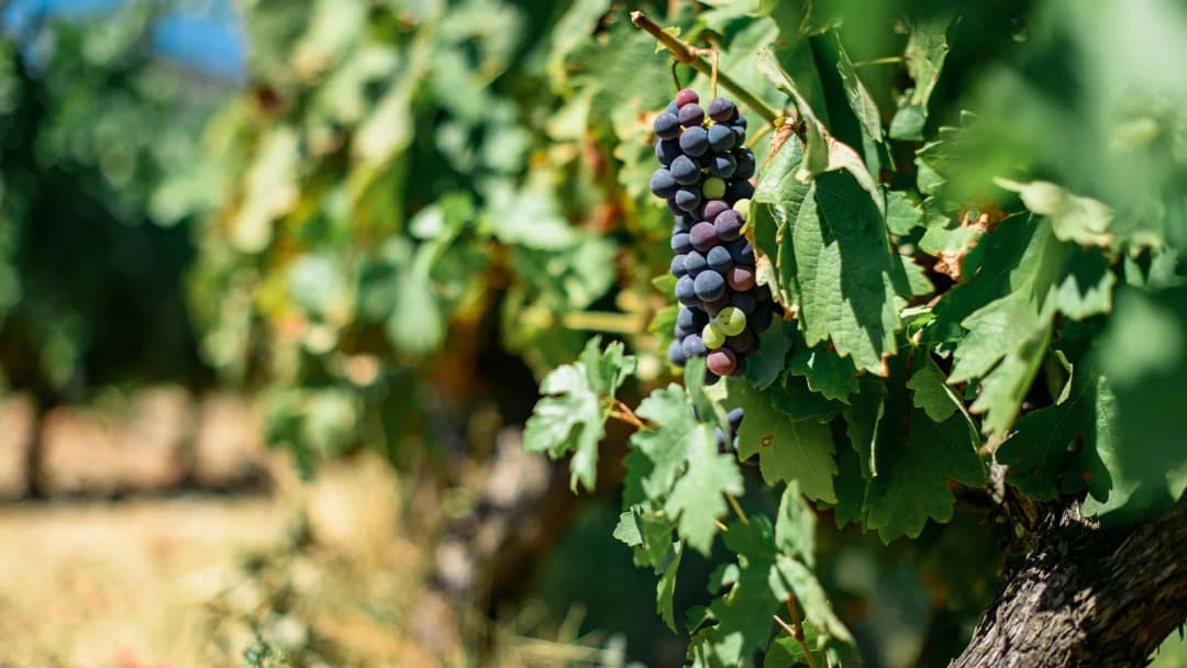 Signature: The Azores' Terceira & São Miguel