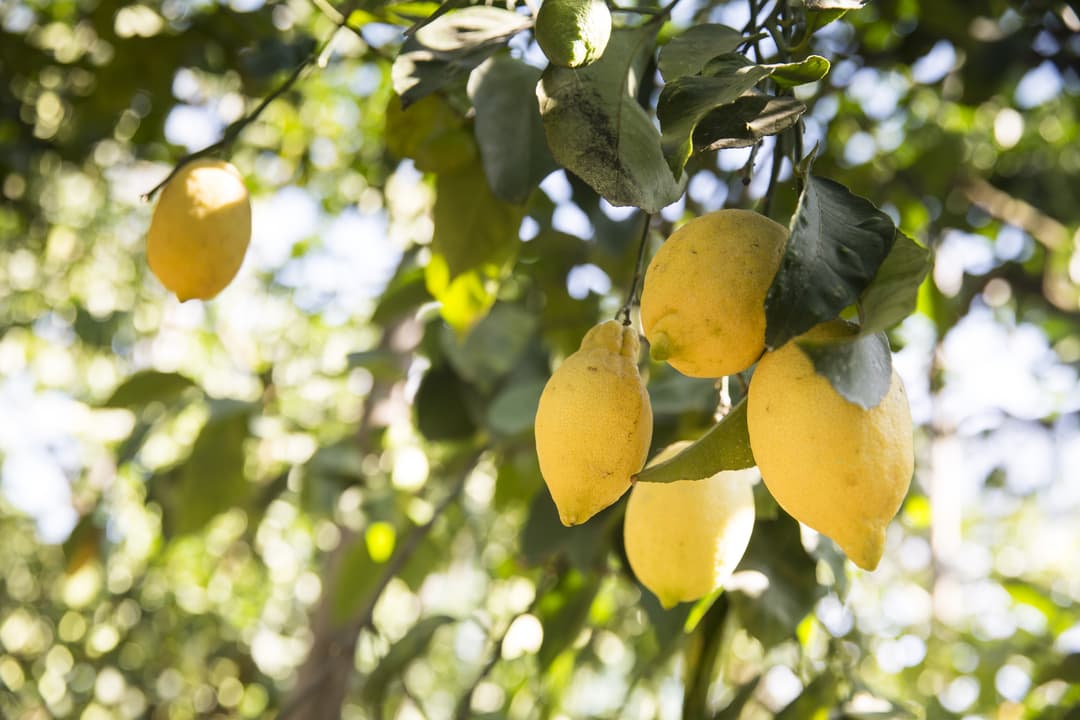 Local Living Italy—Sorrento