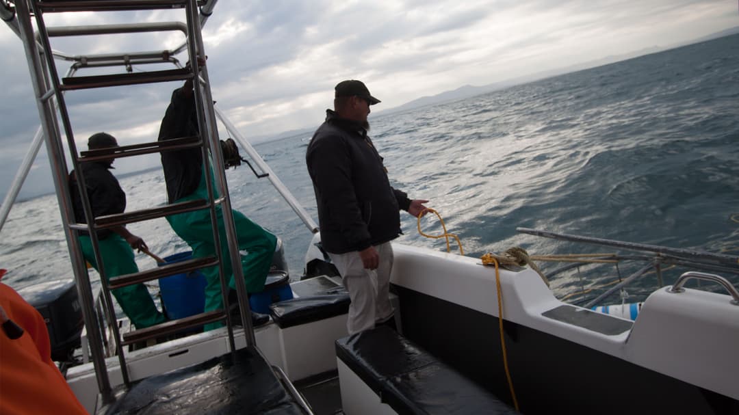 Cape Town Day Tour: Shark Cage Diving (full day)