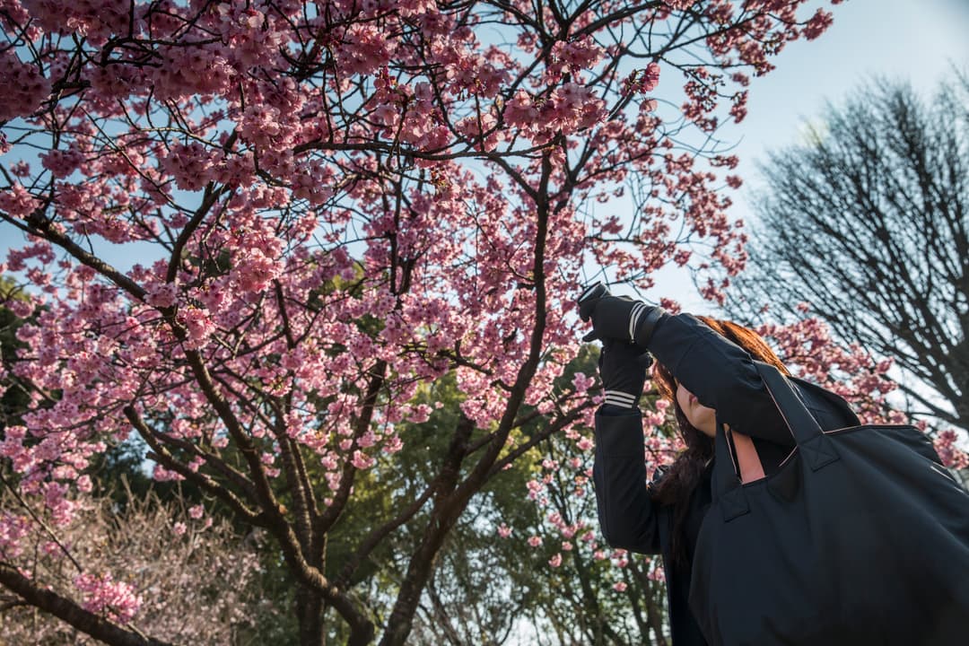 Absolute Active Japan