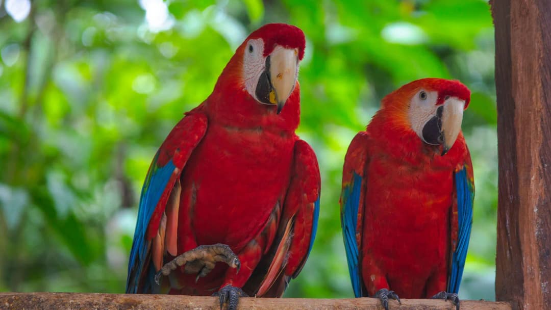 Signature: Peru from Machu Picchu to the Amazon Jungle