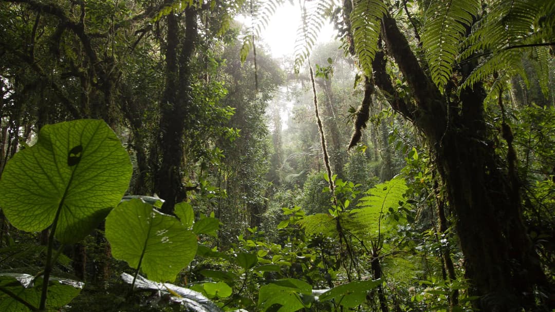 Signature: Costa Rica's Monteverde, Arenal & Guanacaste