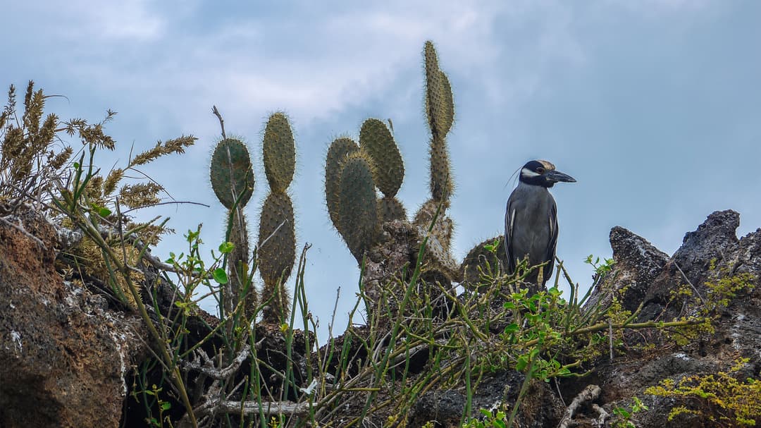 Complete Galápagos - Eden