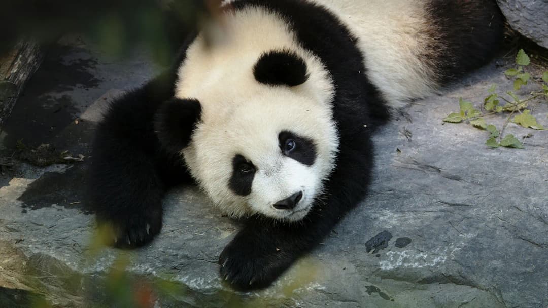 Signature: China from the Great Wall to Shangri-La