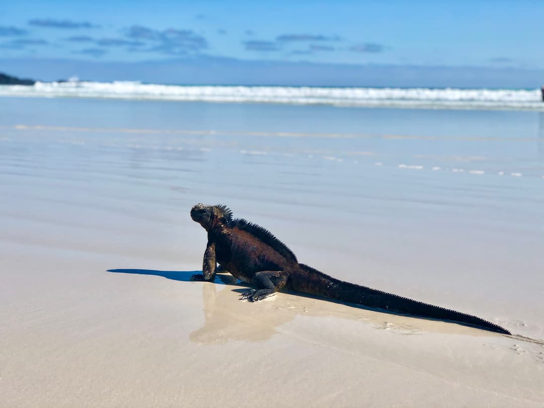 Complete Galápagos - Eden