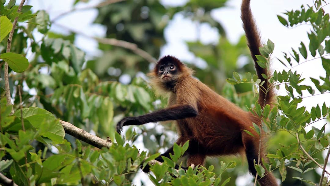 Signature: Costa Rica's Tortuguero, Arenal & Cloud Forests