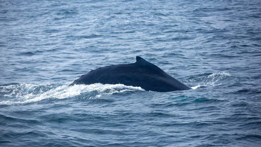 Signature: The Azores' Terceira & São Miguel