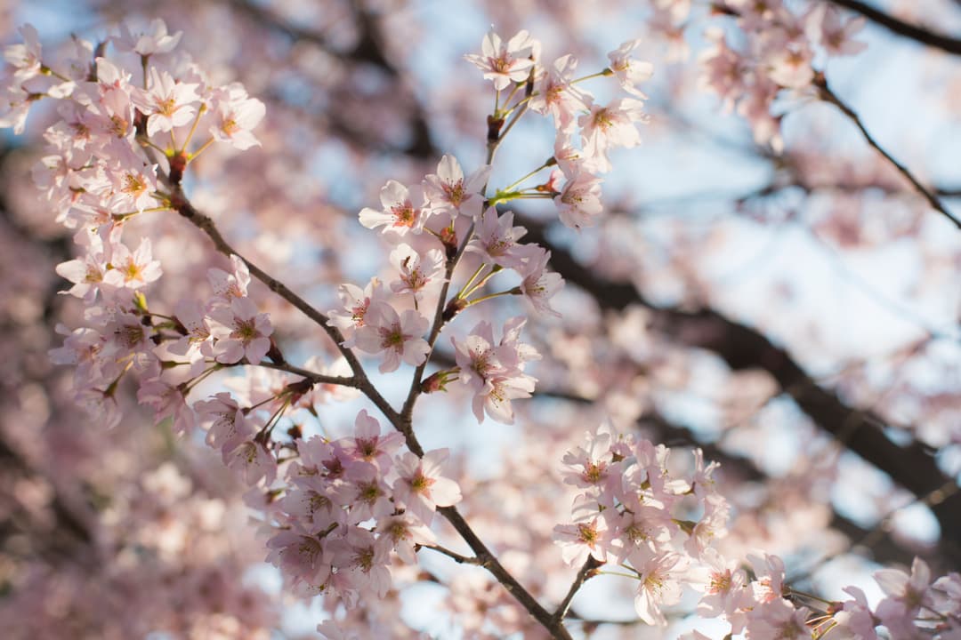 Absolute Active Japan