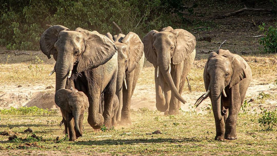 Delta & Falls Eastbound: Baobab Trees & River Views