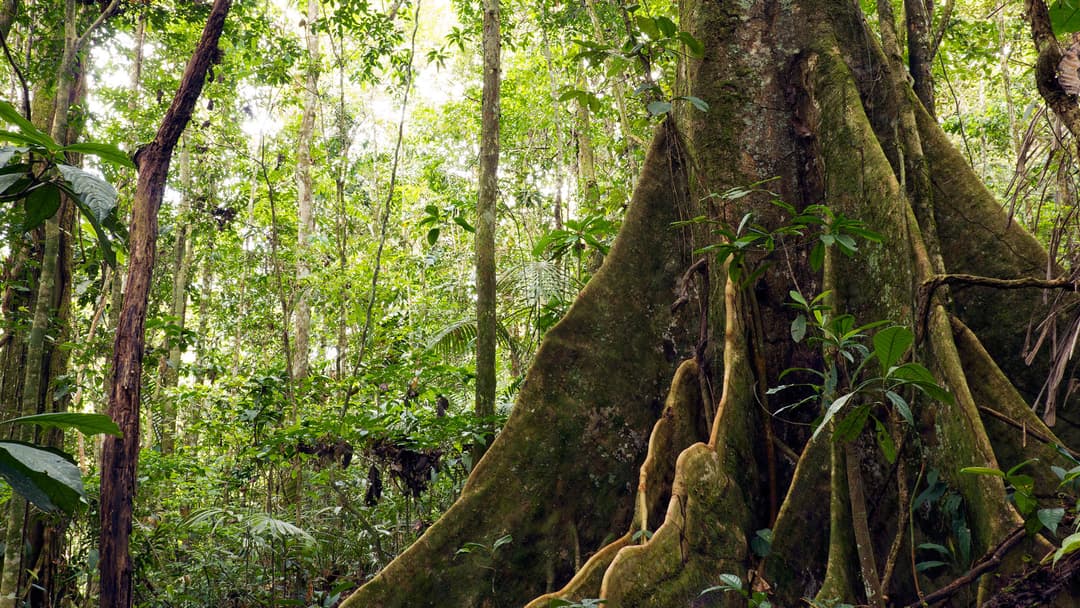 Ecuador to Galápagos: Jungle Beats & Island Heat