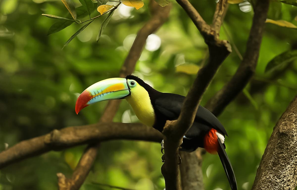 Belize discovery vacations