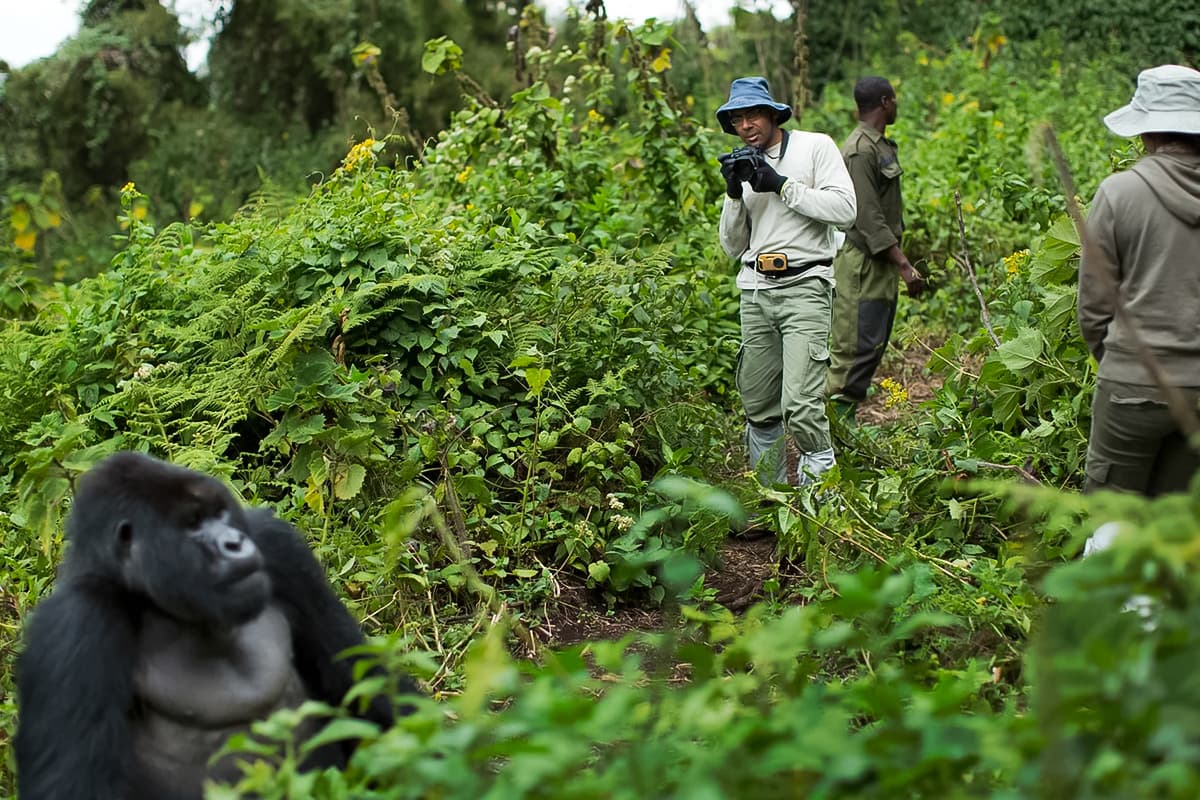 Trekking with mountain gorillas in Volcanoes National Park