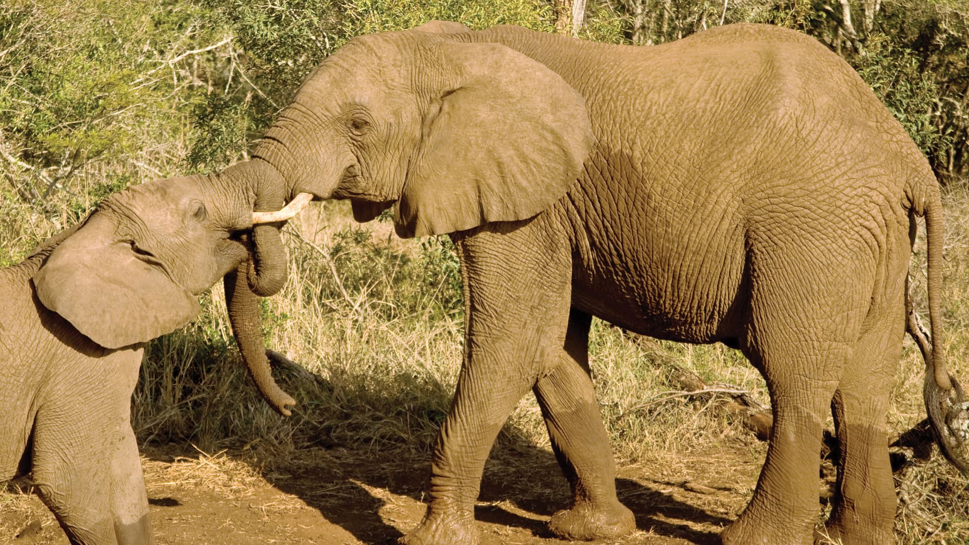 Journeys: Kenya Safari Experience