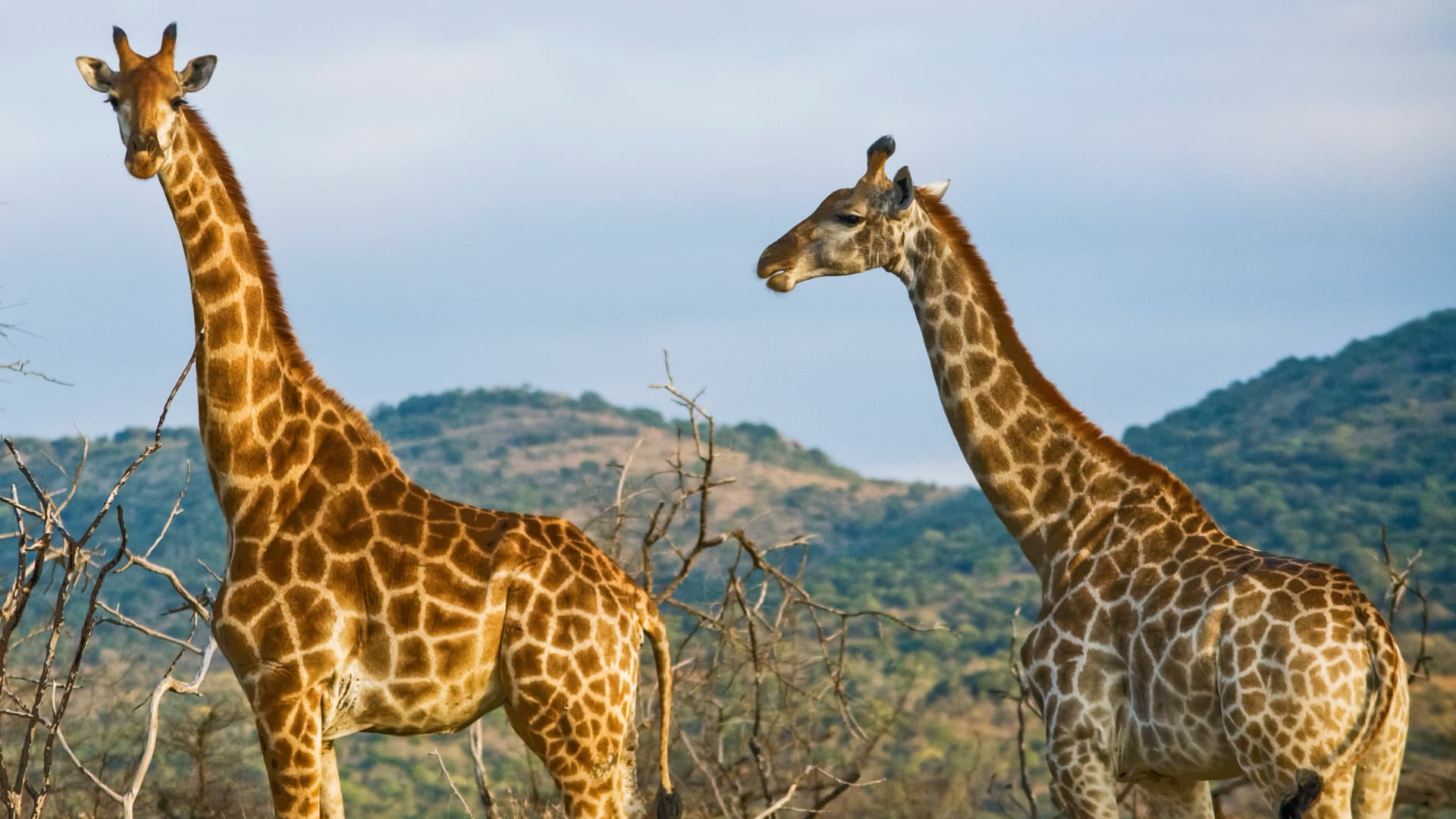 Wildlife of Kenya & Tanzania: Nakuru to Serengeti