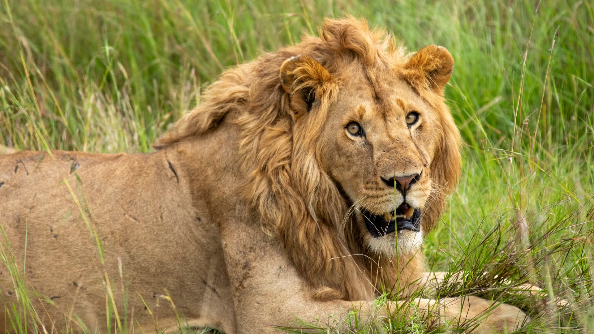 Wildlife & Coastal Wonders of Kenya: Tsavo to Watamu