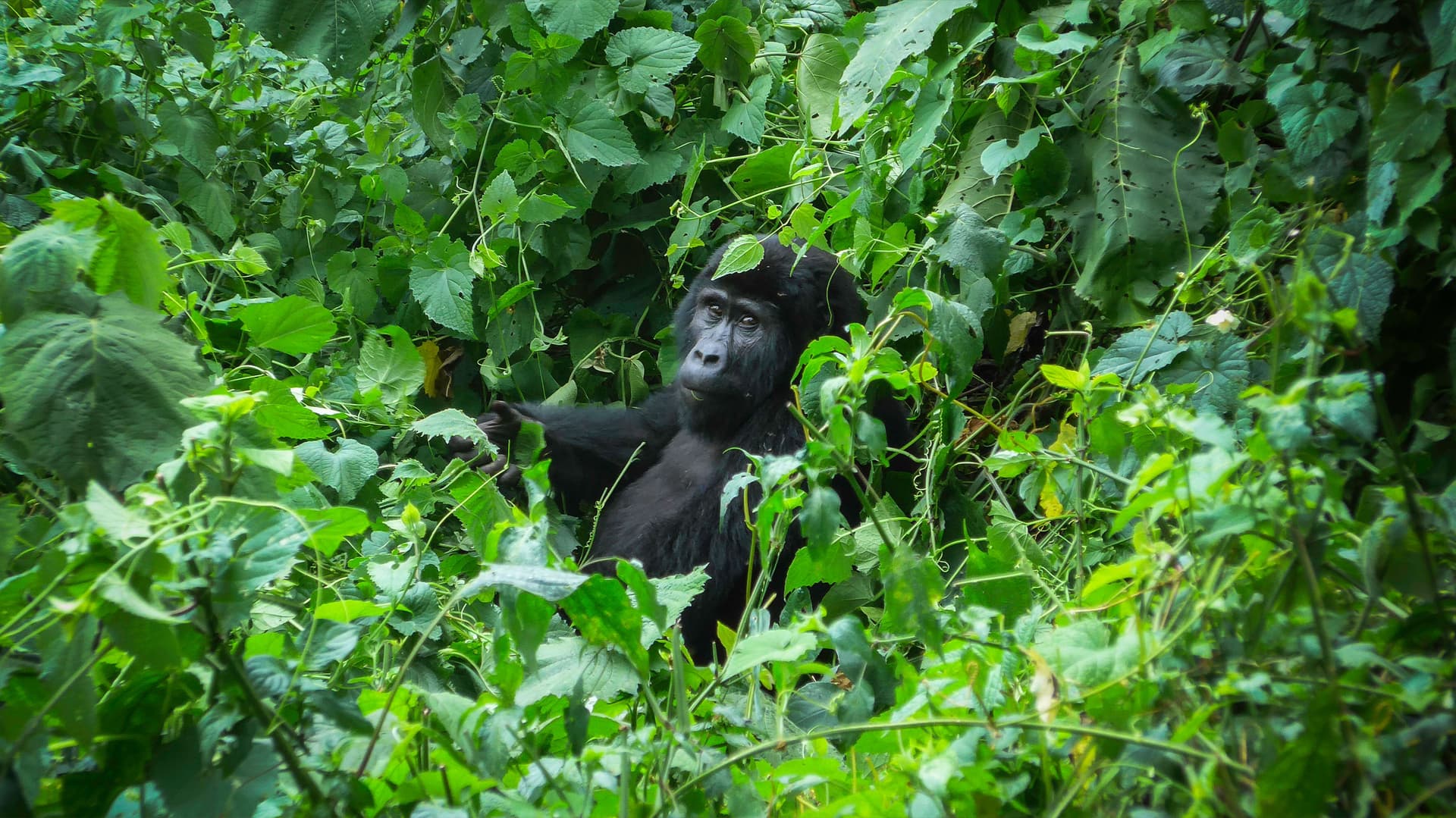 Gorillas of Uganda Overland Safari & Participation Camping