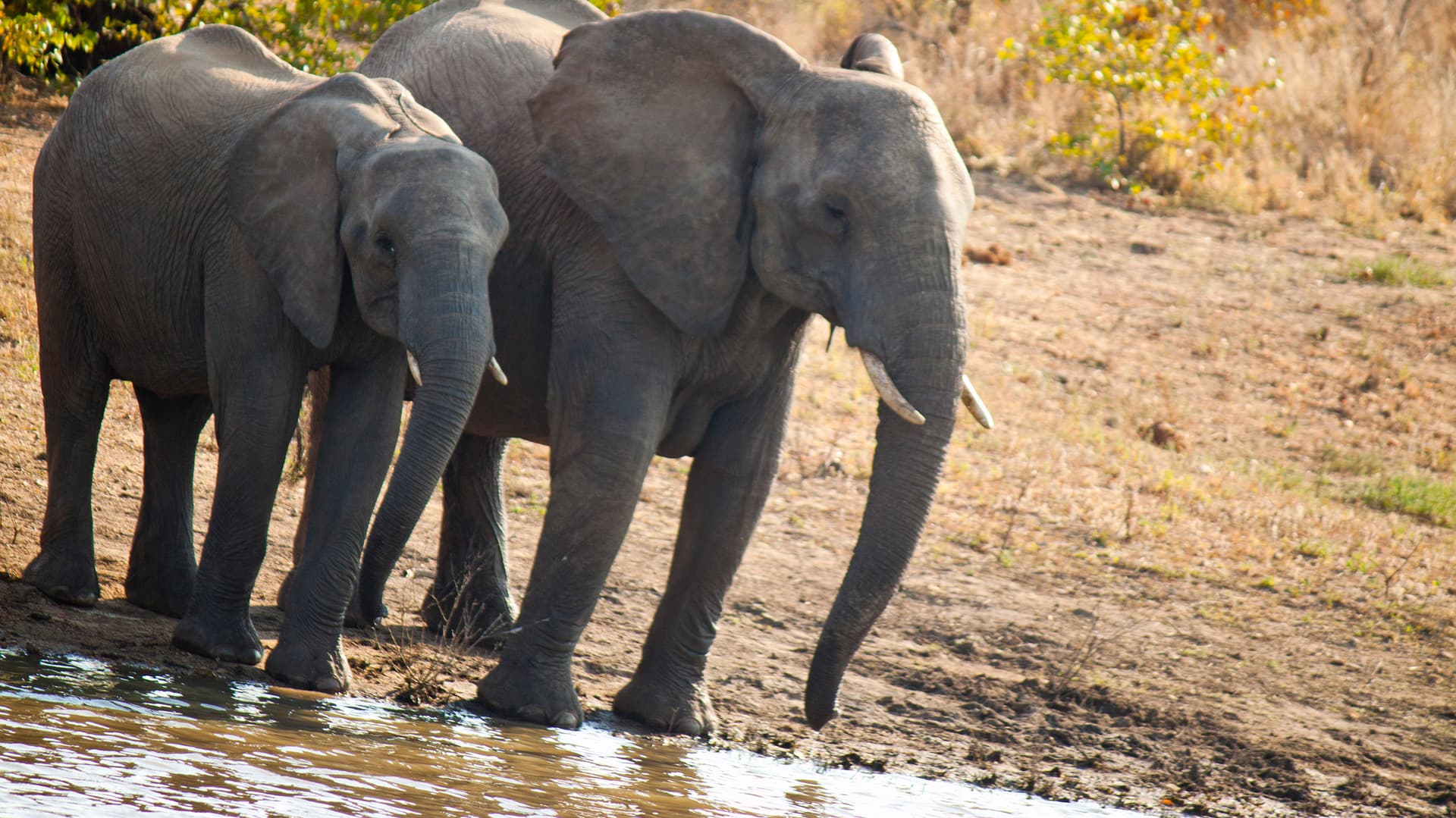 Journeys: Cape Town, Kruger & Namibia