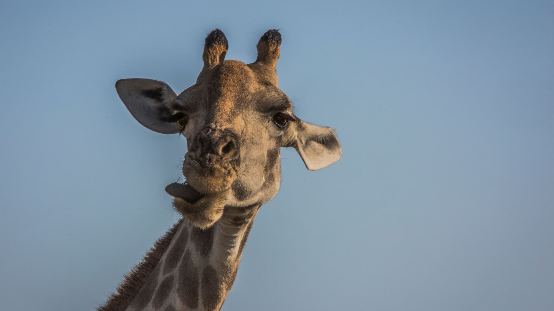 Victoria Falls to South Africa Overland Safari & Participation Camping