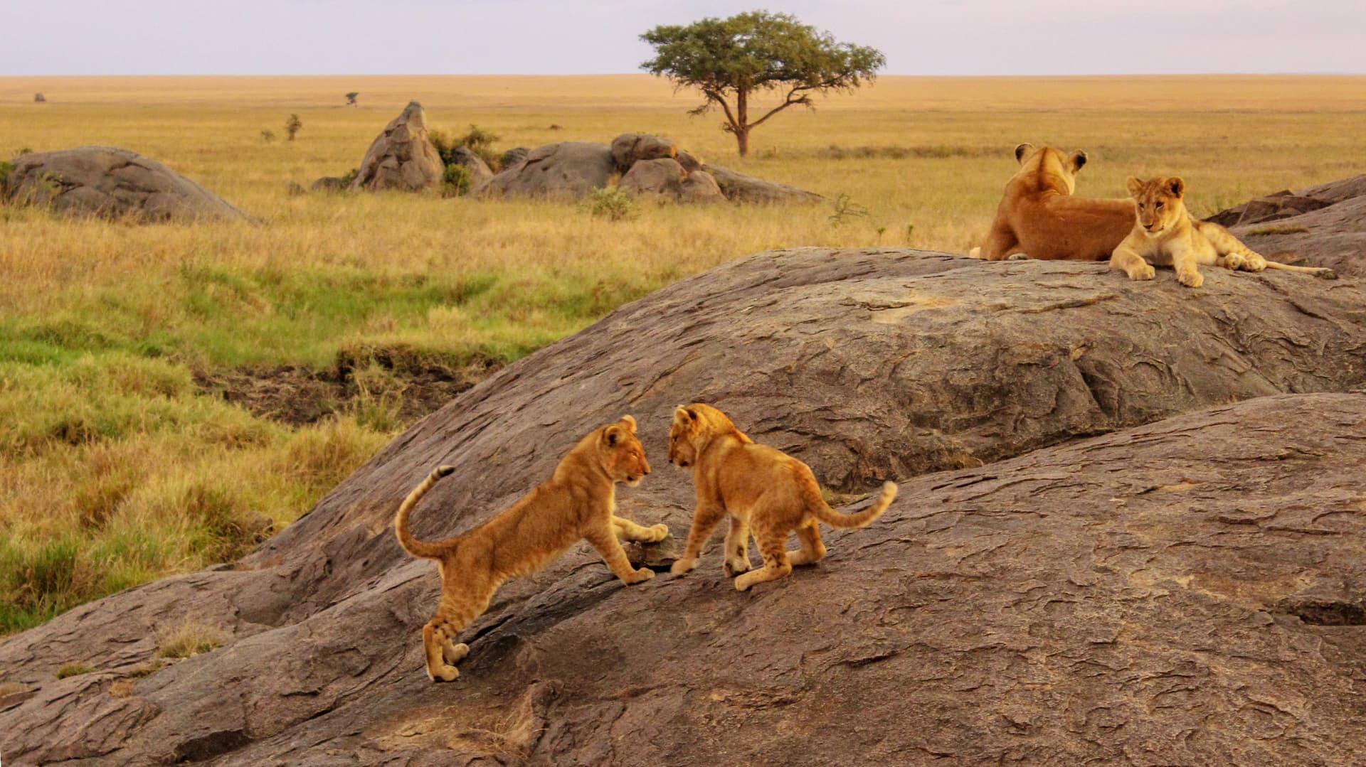 East Africa Overland: Serengeti & Safari Drives