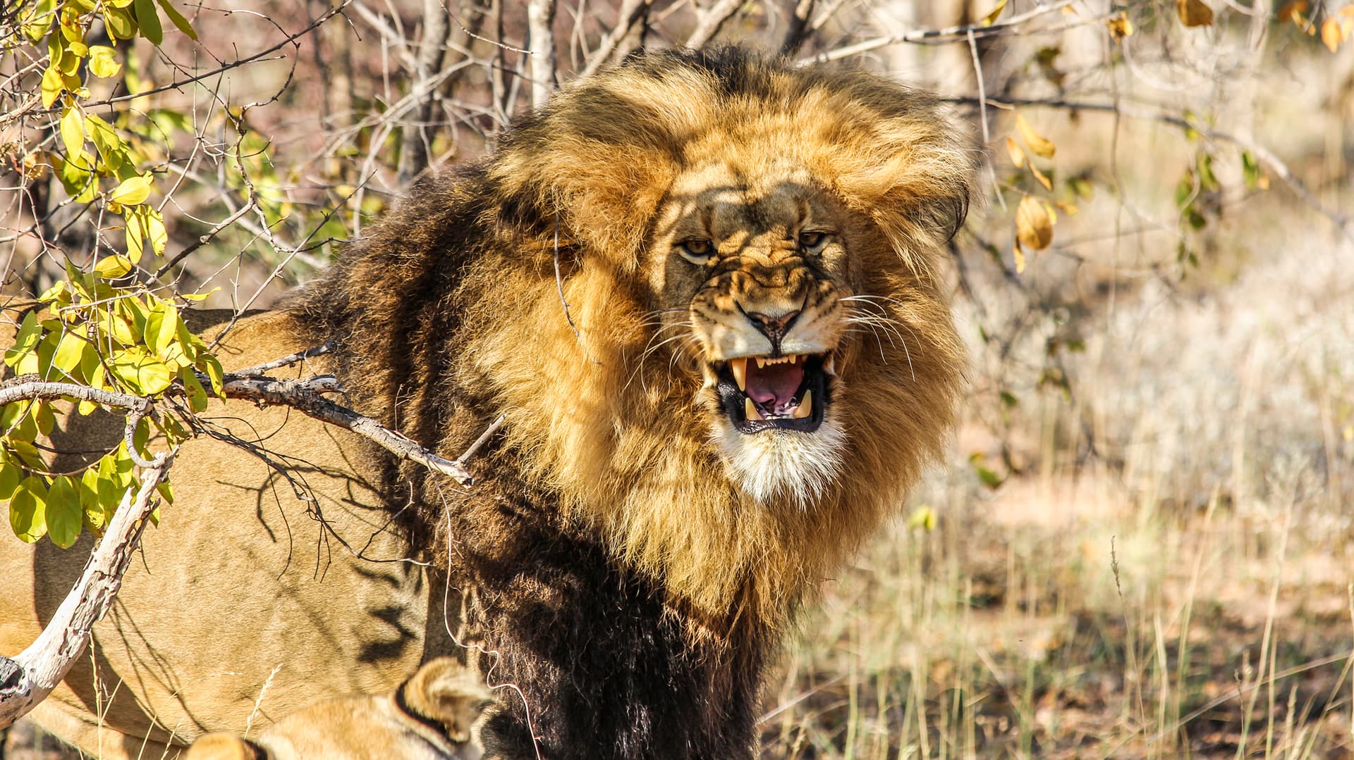 Kruger, Falls & Zimbabwe: Mineral Pools & National Parks