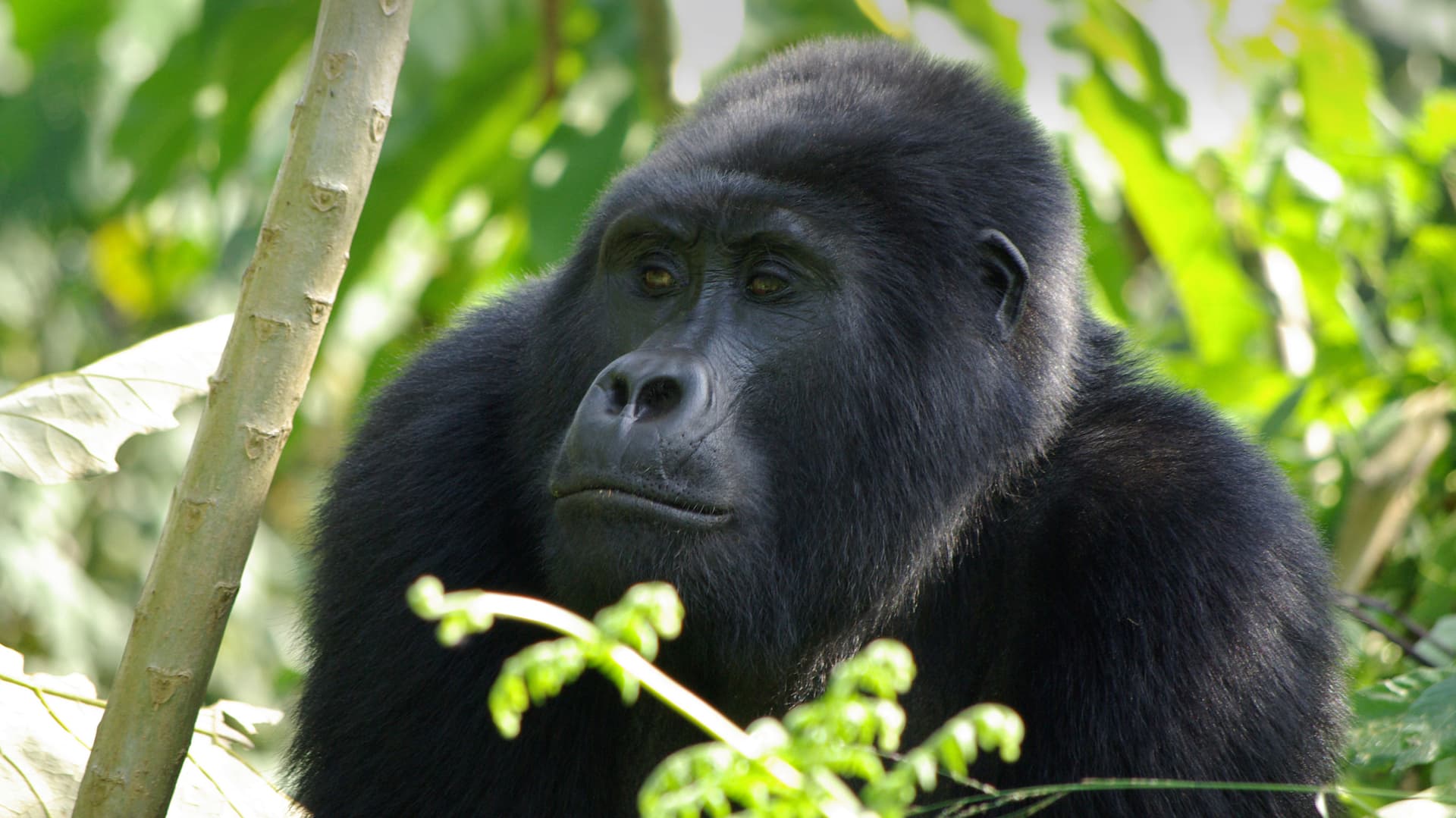 Gorilla Trek Independent Adventure