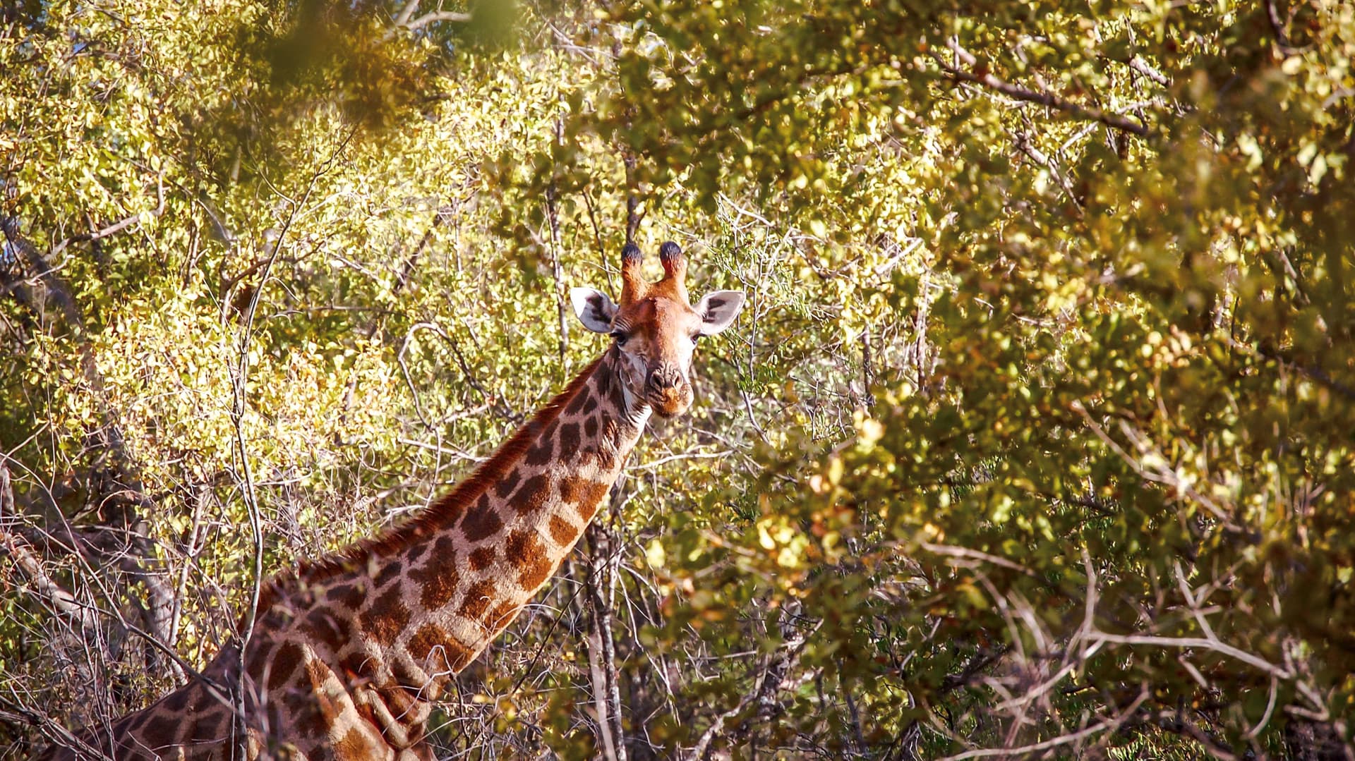 South Africa & Zimbabwe Discovery: Kruger to Victoria Falls