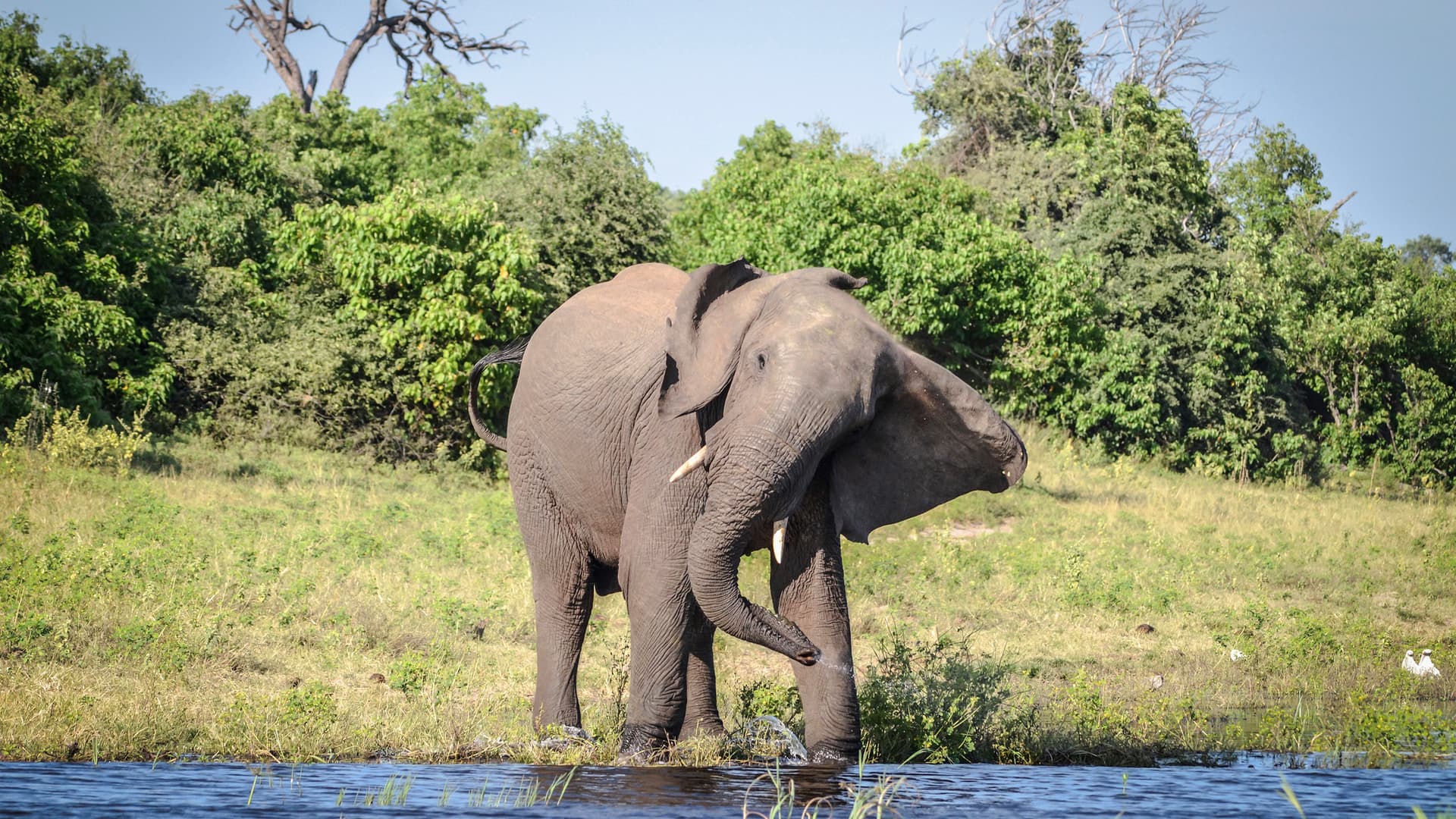 Zimbabwe and Botswana: Chobe, Hwange & the Wildlife of Victoria Falls
