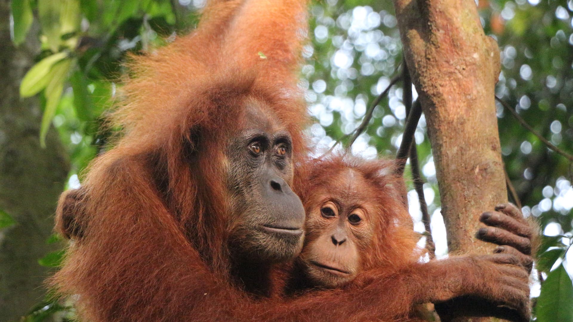 Highlights of Sumatra