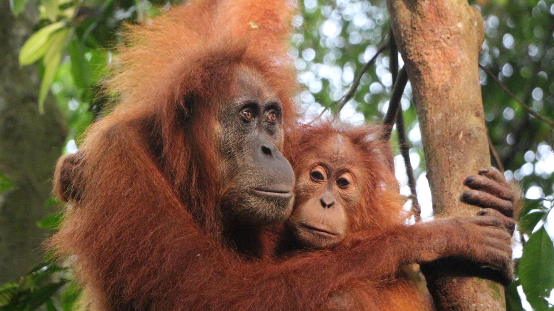 Sumatra’s Wild Side: Orangutans, Rivers & Rural Life
