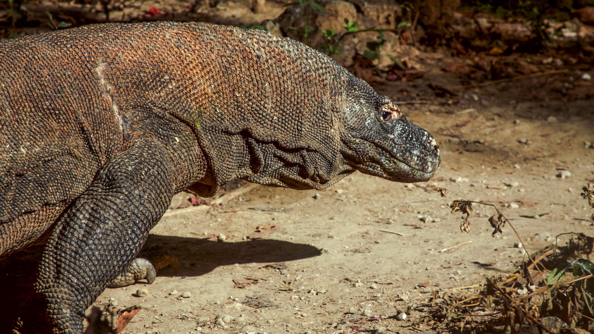 Indonesia: Java, Bali & Komodo Island