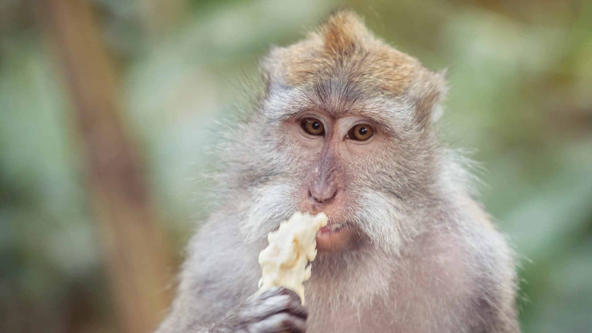 Ubud to Lombok: Temples, Jungles & Island Vibes