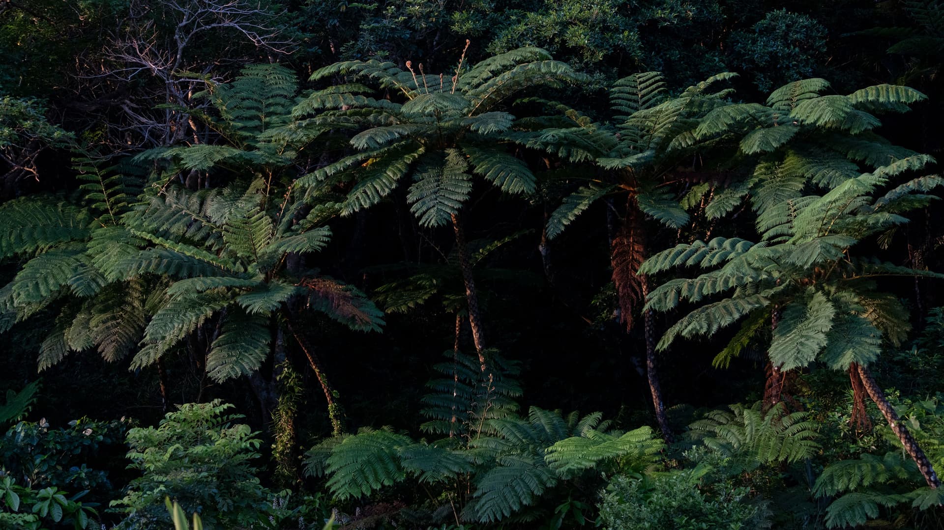 Active Japan: Hokkaido Highlights & Okinawa Island Hopping