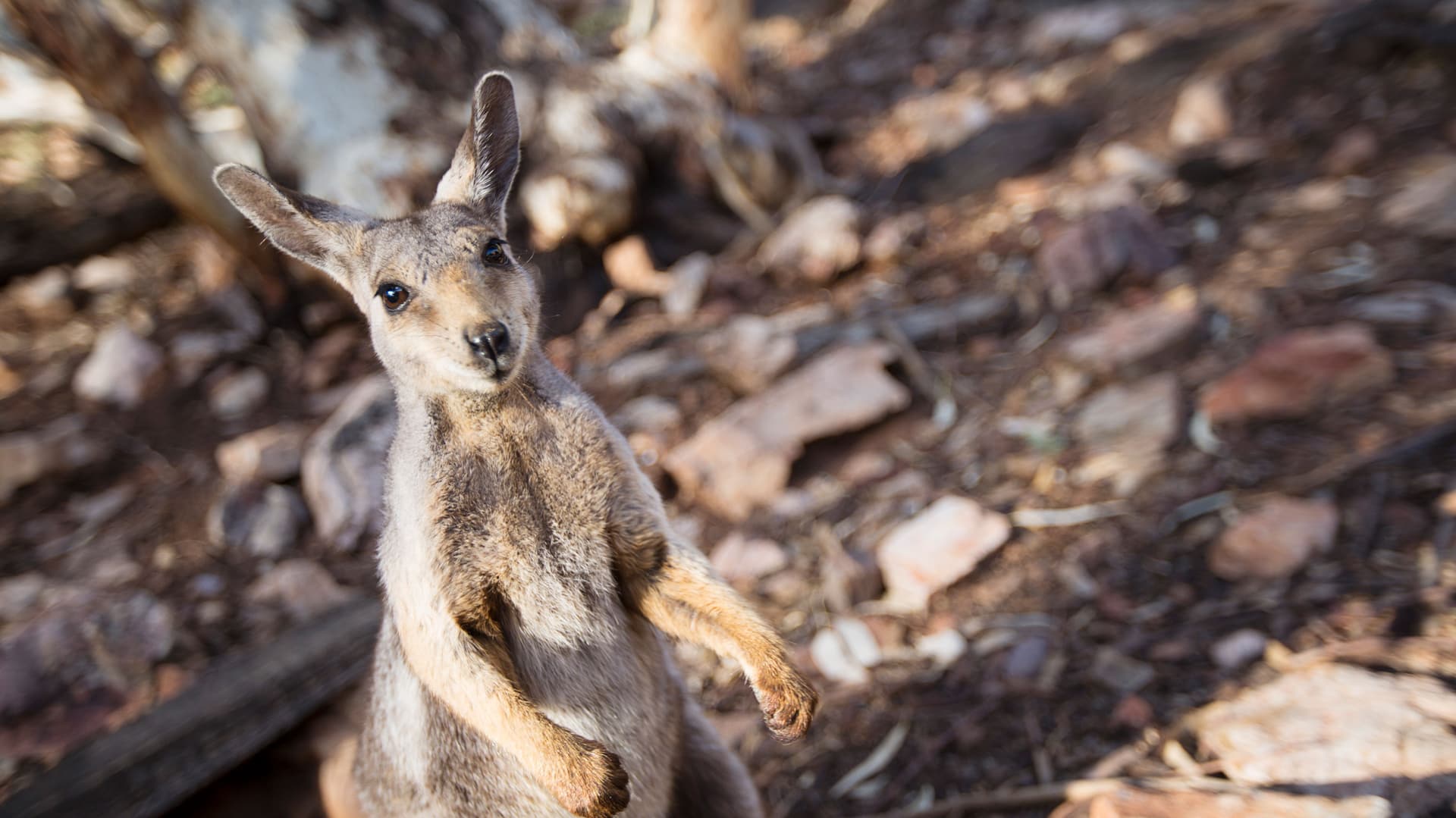 Australia and New Zealand: Surfing & National Parks