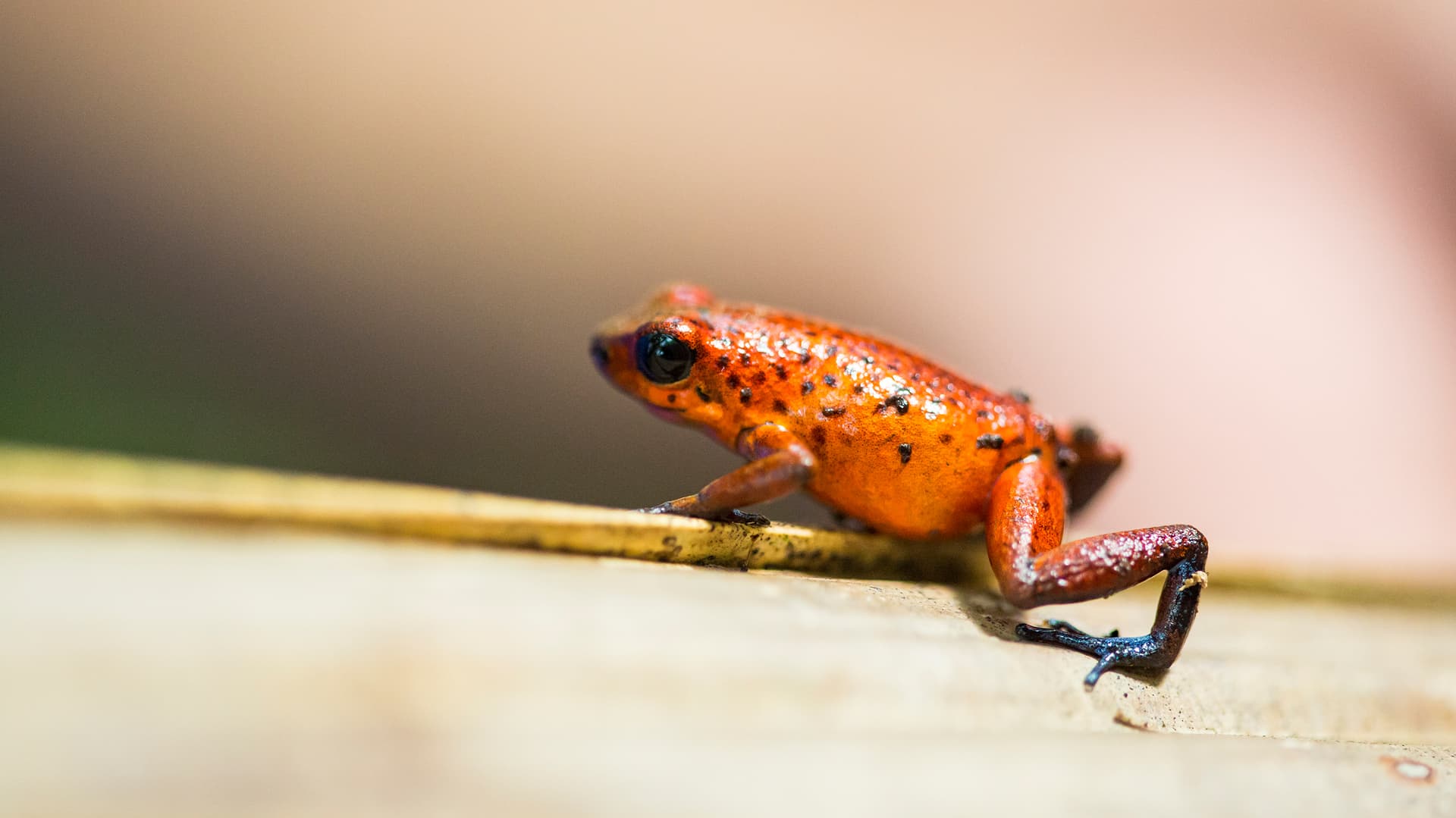 Tortuguero National Park Tour – 4-Day Independent Adventure