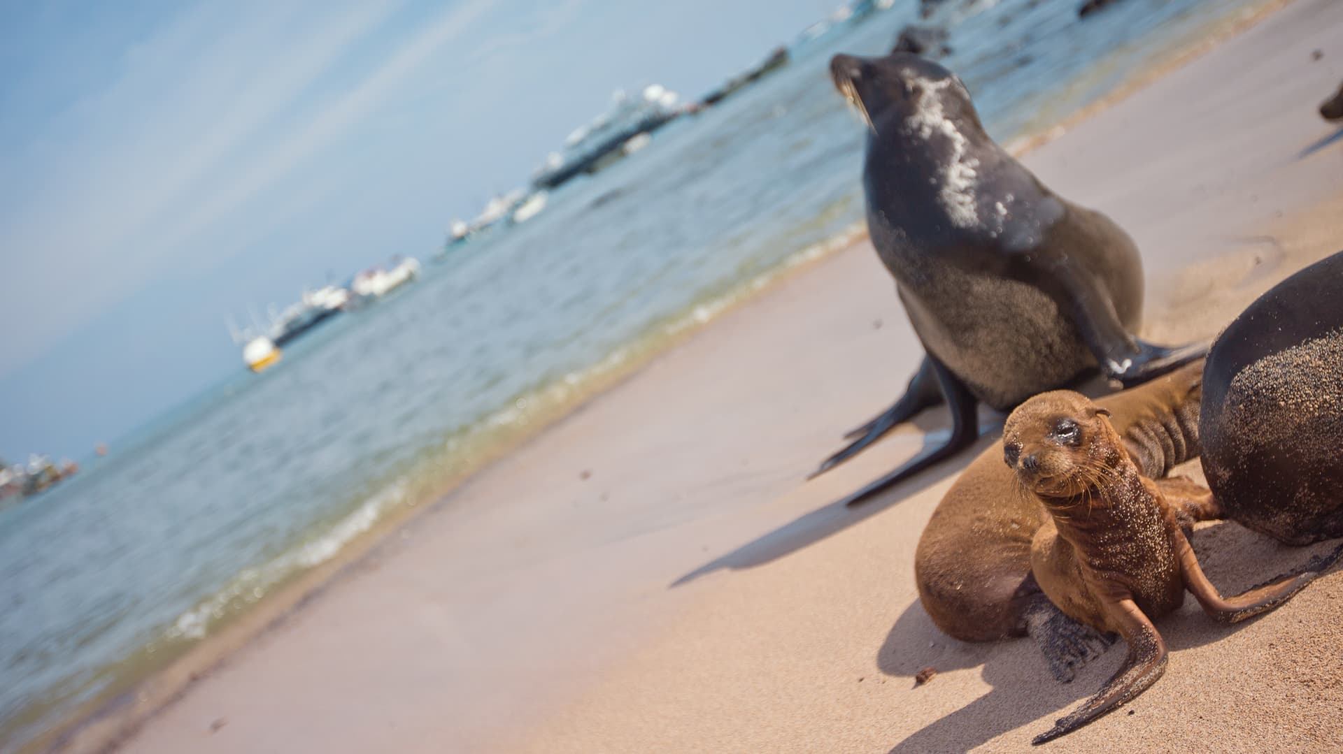 Upgraded Land Galapagos