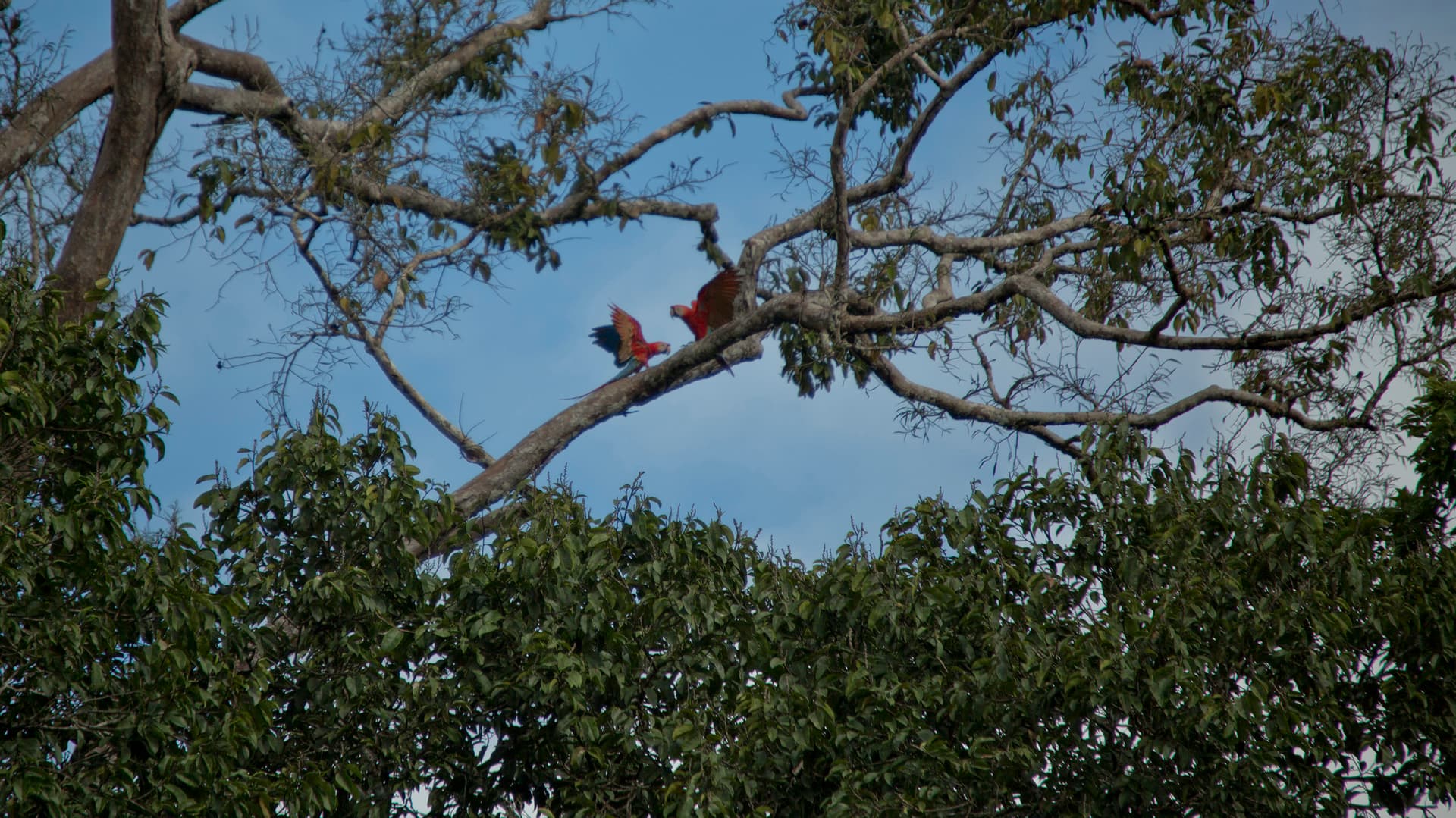 Local Living Ecuador—Amazon Jungle
