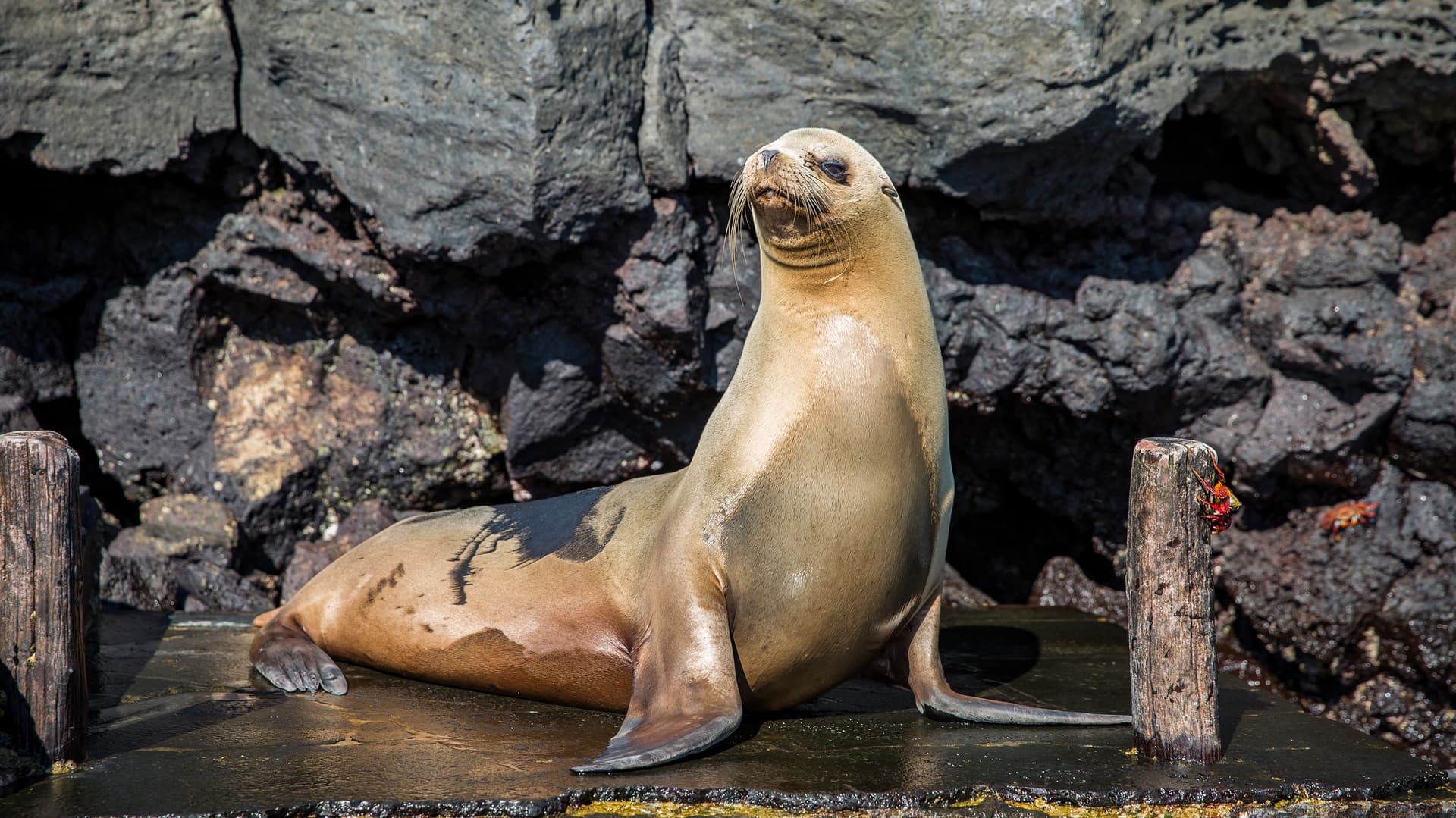 Galápagos — East, Central, & West Islands aboard the Eden