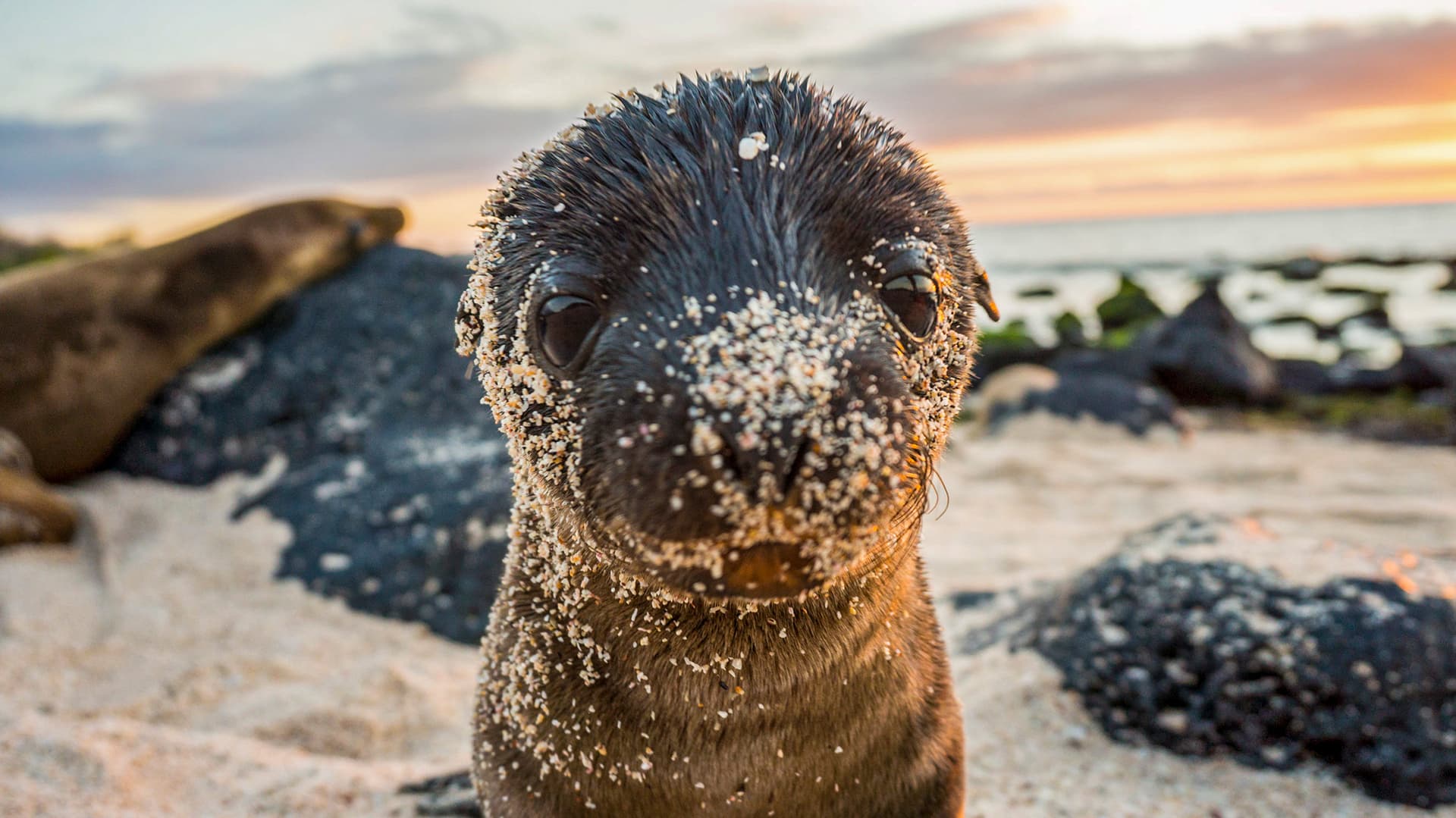 Galápagos – West and Central Islands aboard the Reina Silvia Voyager