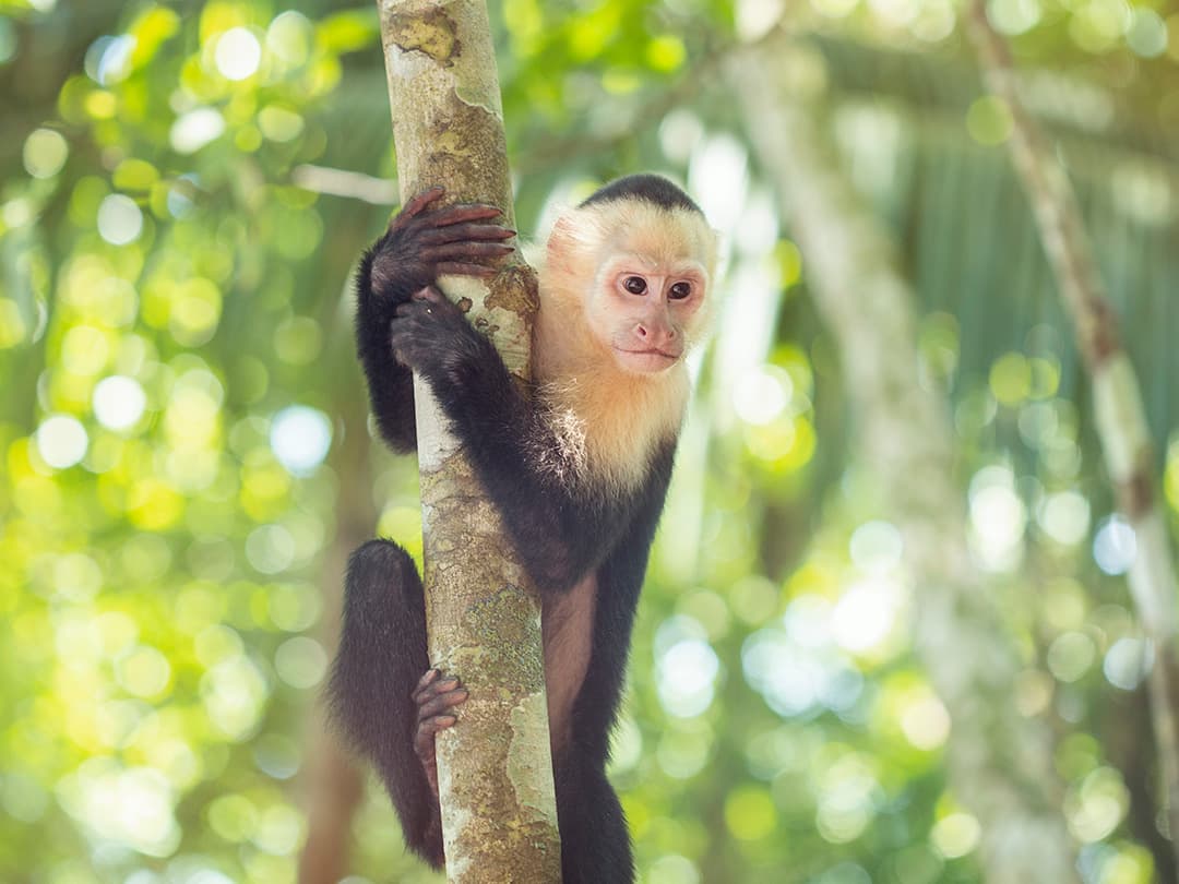 Trek Hidden Costa Rica