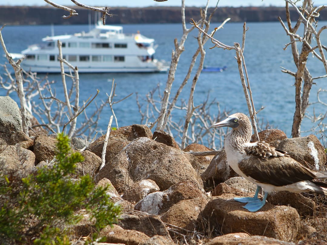 Complete Galápagos - Yolita
