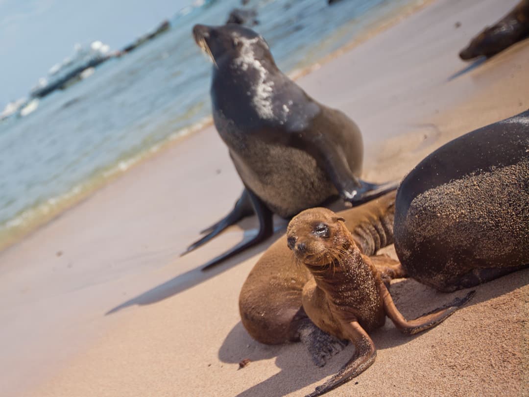 Complete Galápagos - Eden